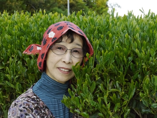 Morimoto Shincha Ernte 2014