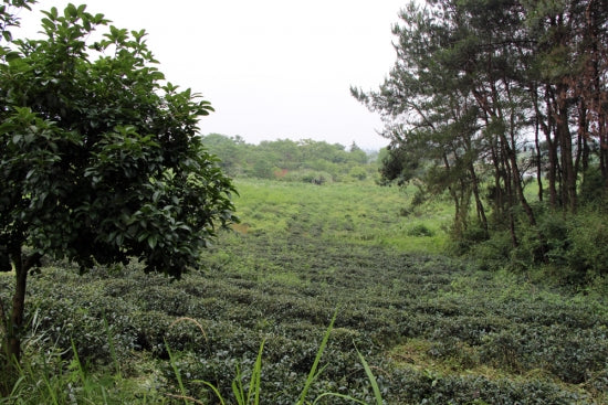 China Reise 2013 - Teeplantage Tunxi