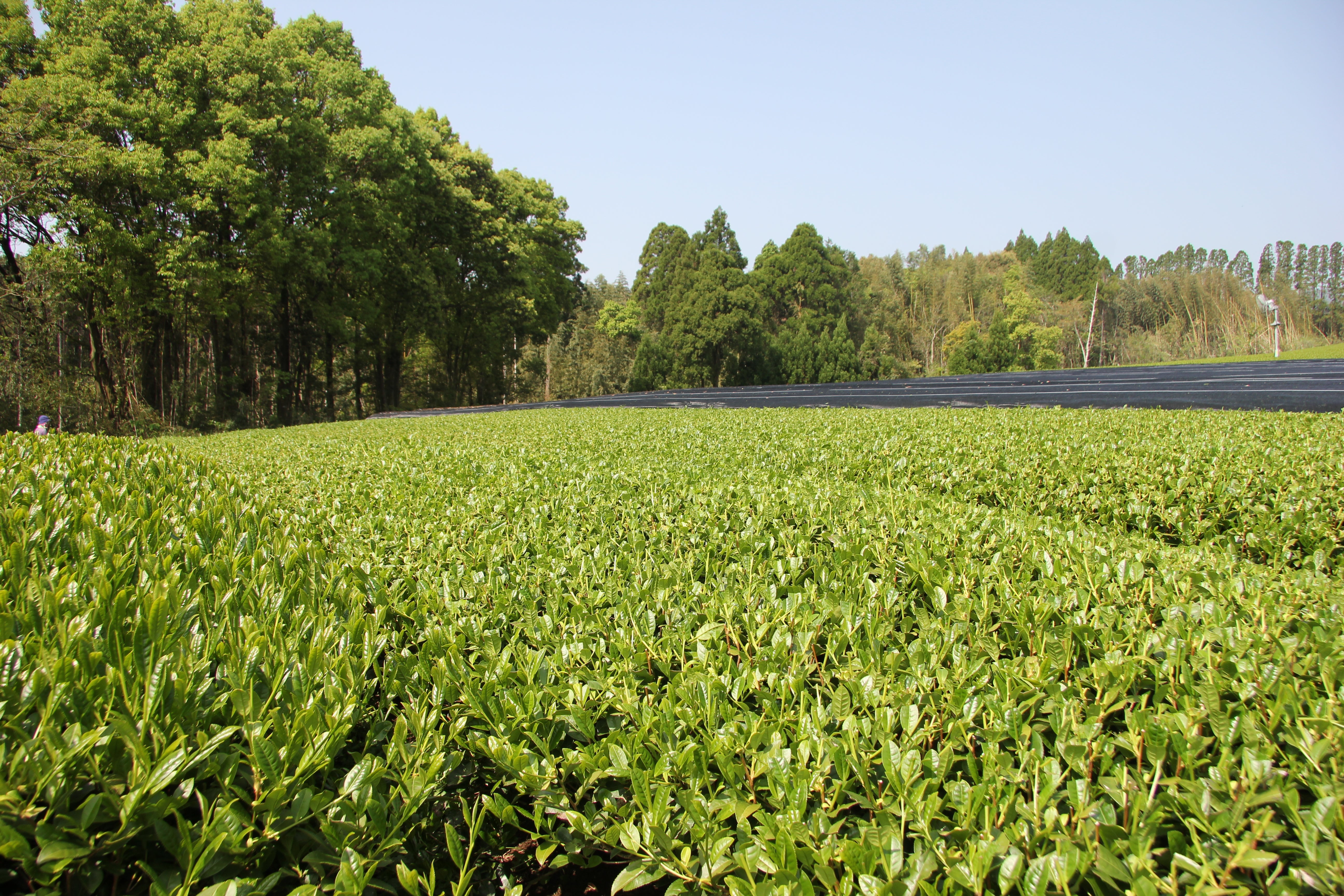 teegarten japan 