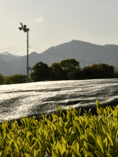 Shincha Ernte 2013
