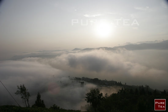 Darjeeling Reise 2009 Castleton Tag 1