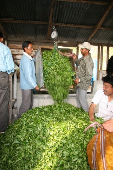 Darjeeling Flugtee 2013