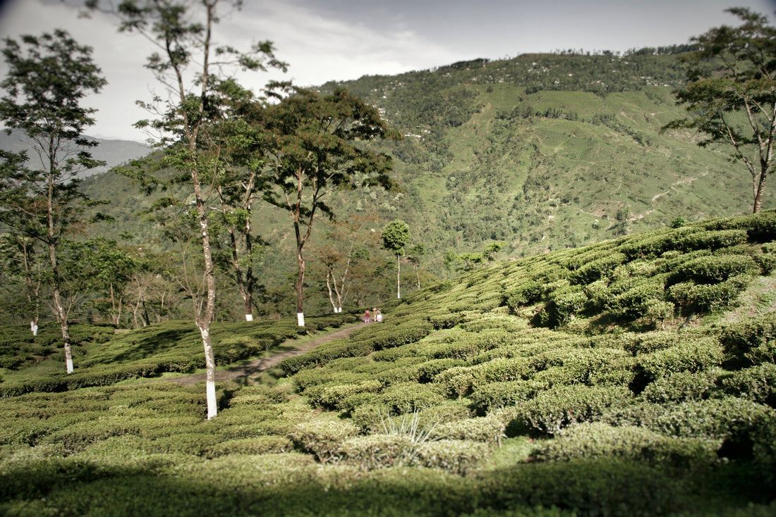 Update: Darjeeling Flugtee