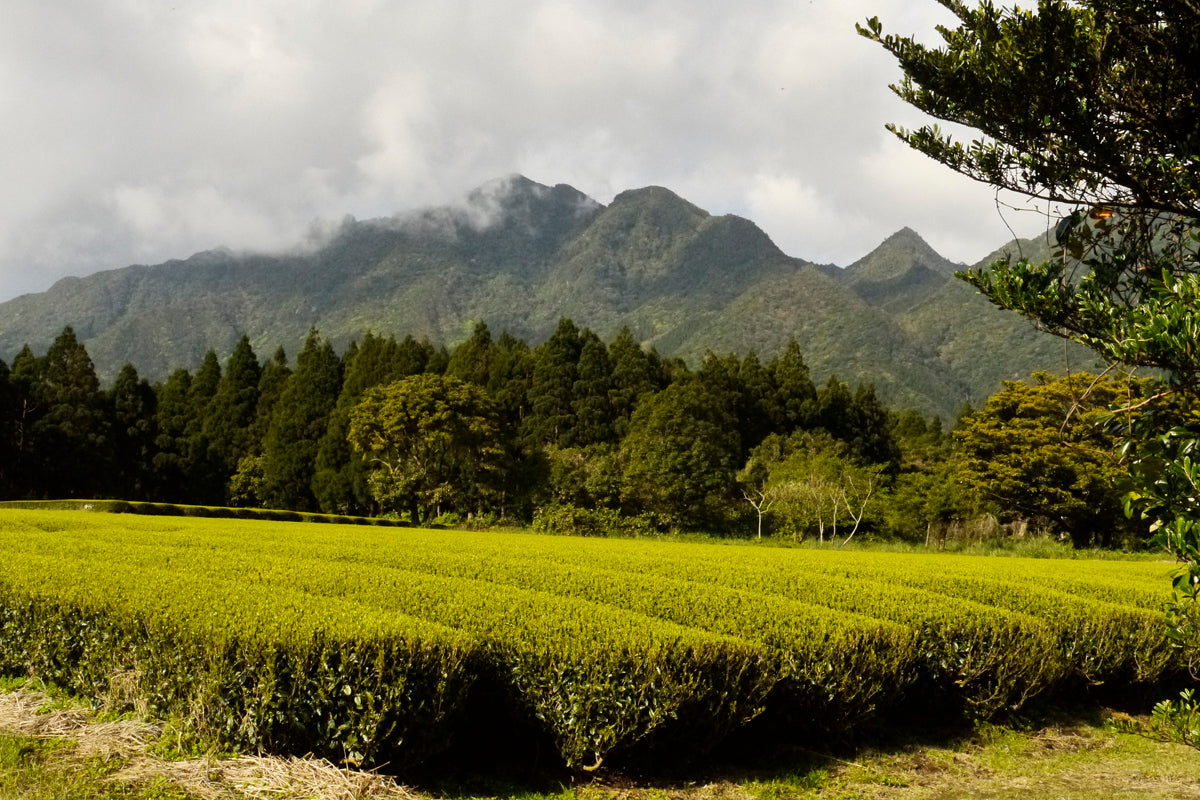 Teegarten der Familie Watanabe auf Yakushima