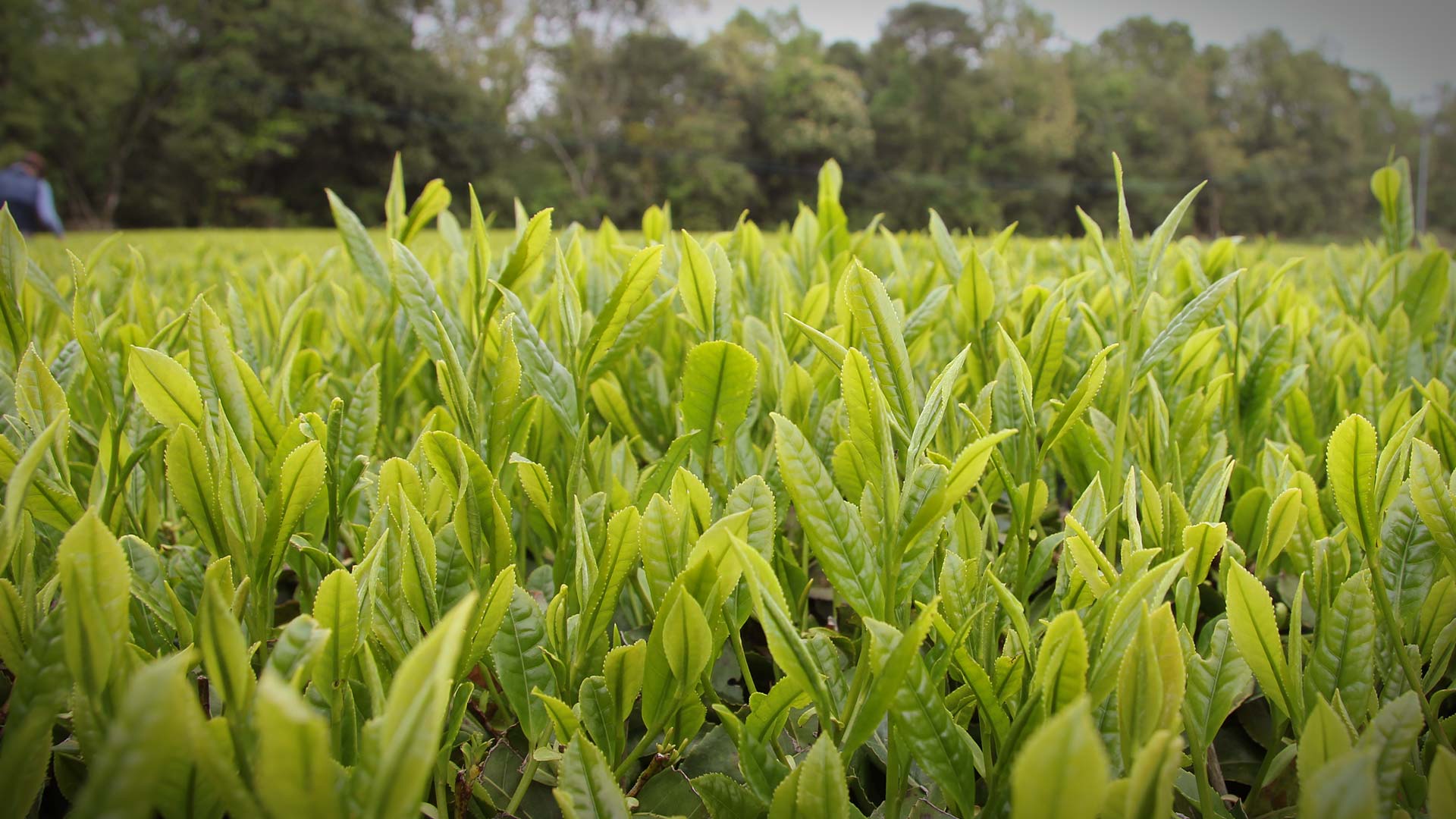 Bio Sencha Blattgut in nadelförmiger Form aus Miyazaki