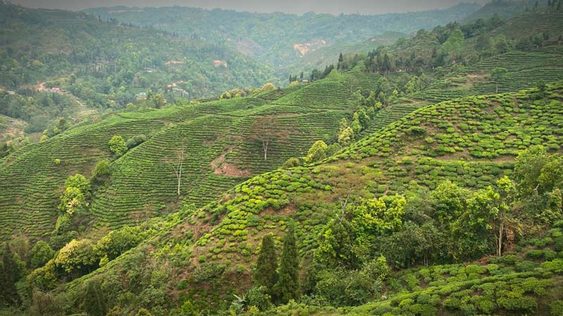 Teeplantage Biotee Phoobsering Darjeeling