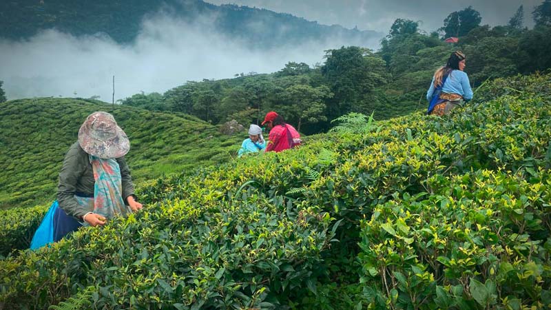 Teeplantage Okayti Darjeeling Biotee