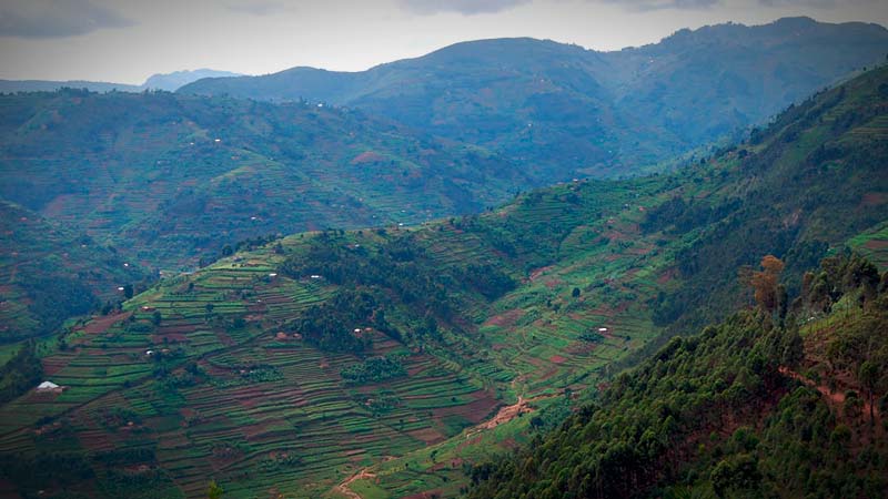 Biotee Plantage Afrika Ruanda