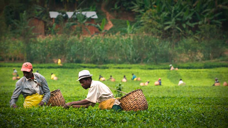 Ruanda Rukeri Biotee Afrika